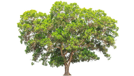 Photo of the acacia